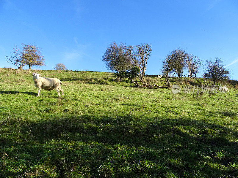 威尔士山绵羊/白色的羔羊，绿色的田野/小山，蓝色的天空